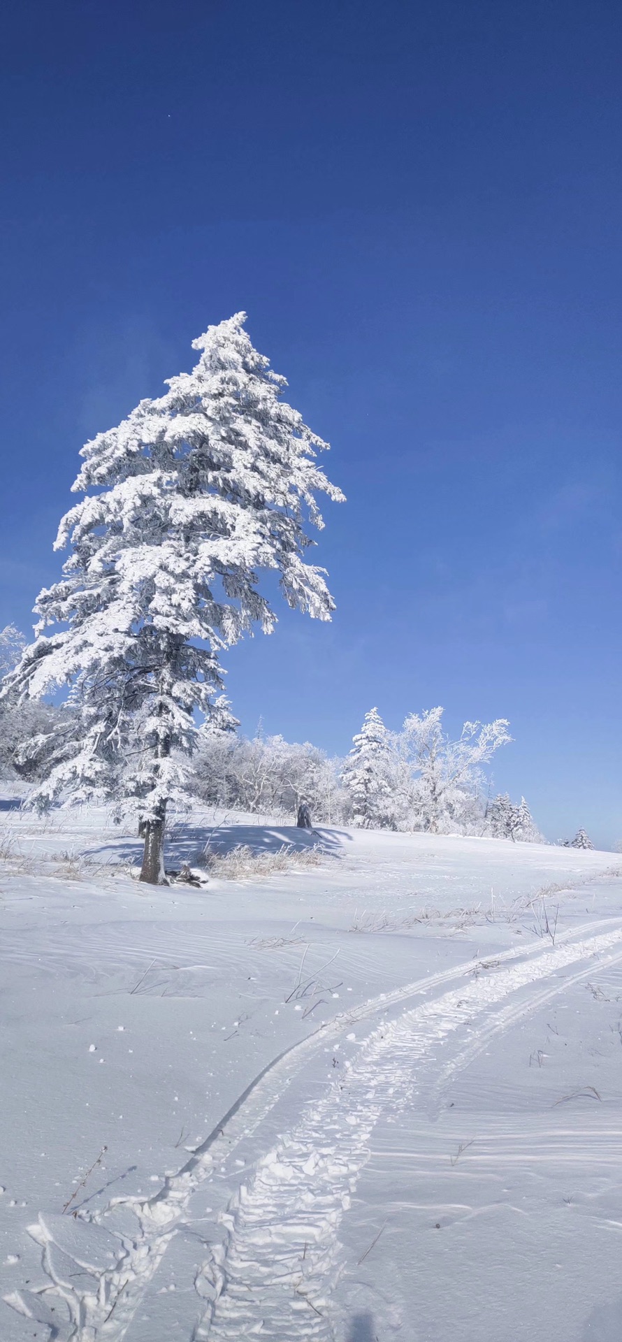 最原始的雪景--黑龙江凤凰山景区