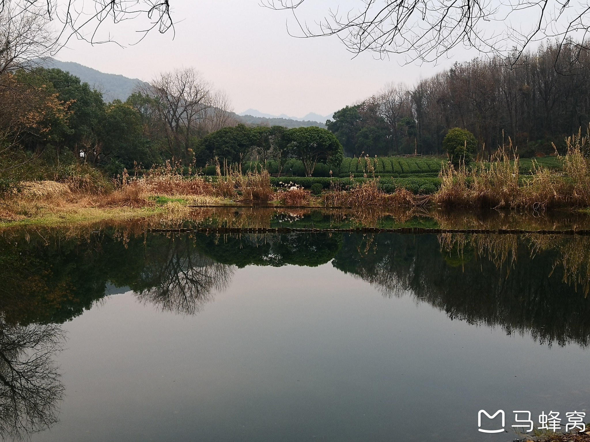 杭州上茅家埠的无名池塘,茶山