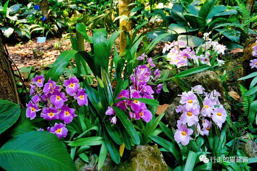 中科院西双版纳热带植物园,来看奇花异草 热带雨林