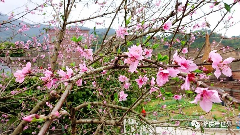 广东汕尾陆河赏梅 花开花谢不待人