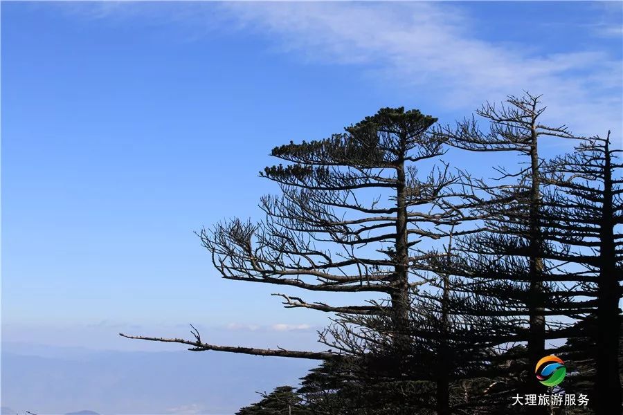 四季苍翠的苍山被苍山冷杉包围,可以说是天然的氧吧.