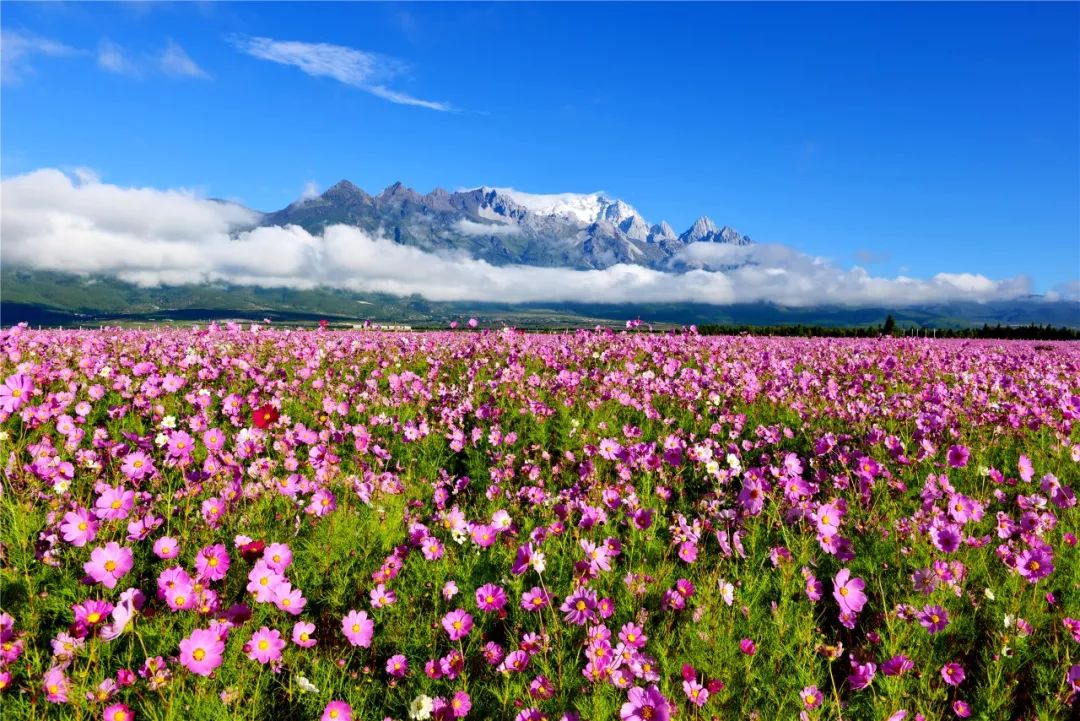      雪山花海