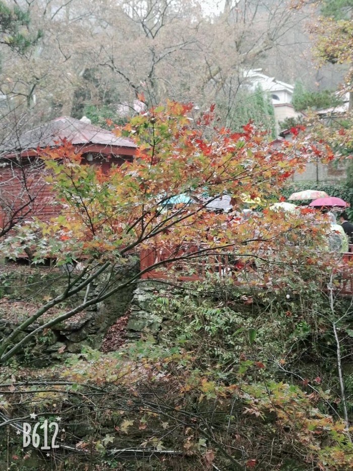 2019年庐山枫叶什么时候红?哪个时间最好看?想去赏秋 !