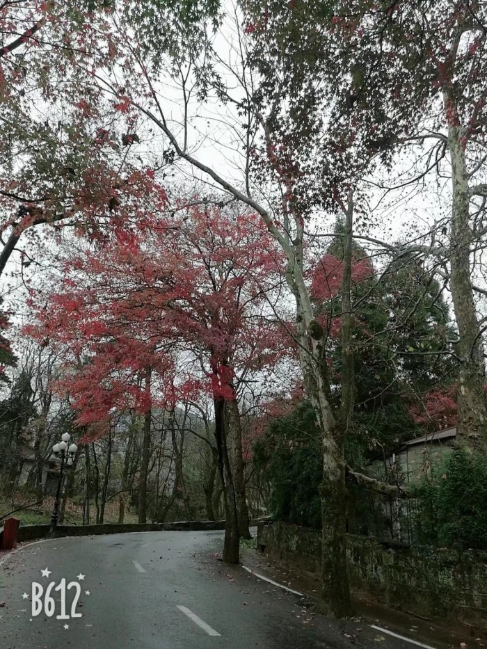 2019年庐山枫叶什么时候红?哪个时间最好看?想去赏秋 !