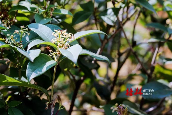 桂林阳朔山水甲天下4日游桂林旅游攻略桂林旅游攻略