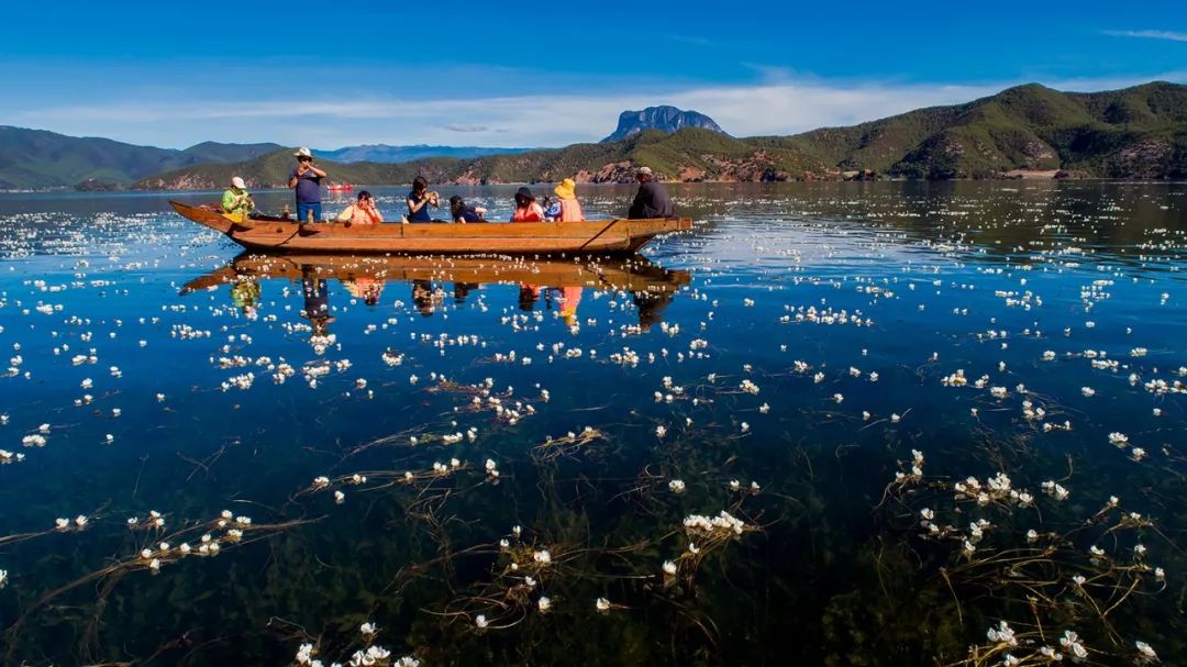 很多网友想看的泸沽湖海菜花内附大量高清美图