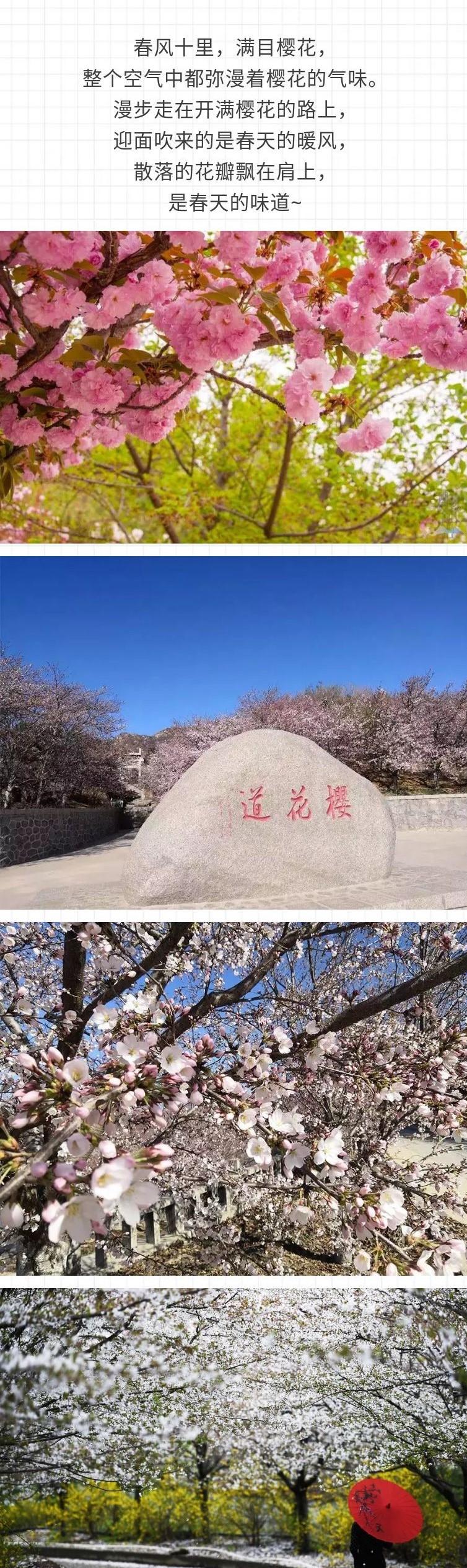山东滨州樱花山风景区电子门票