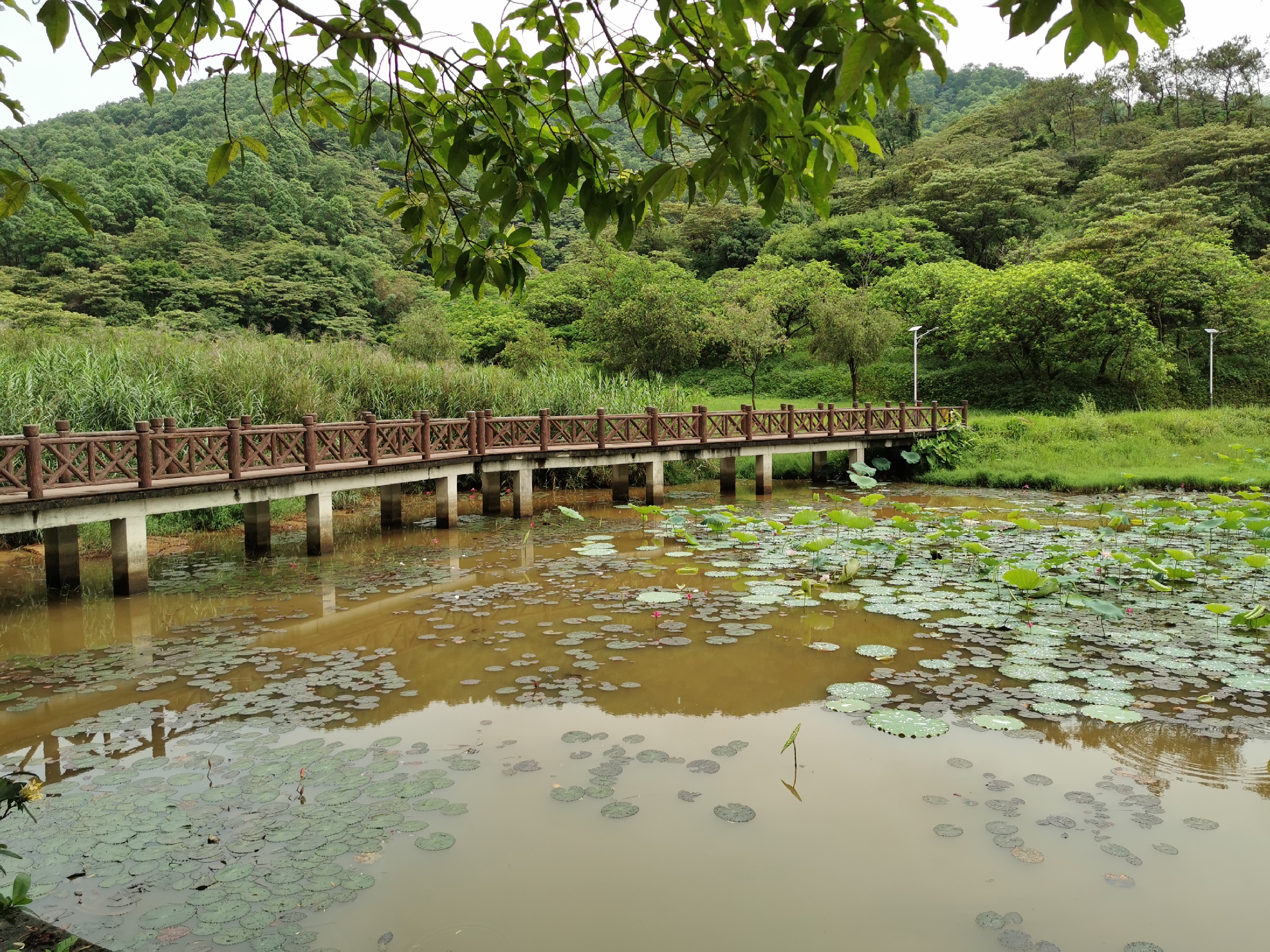 大西坑公园