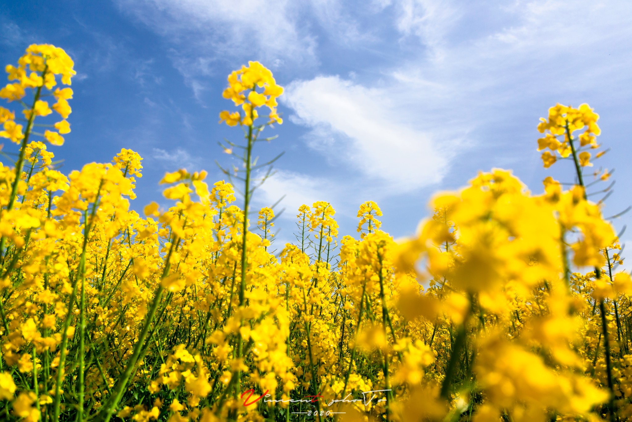 最美油菜花海,找寻最初的美好——汉中五日赏花指南