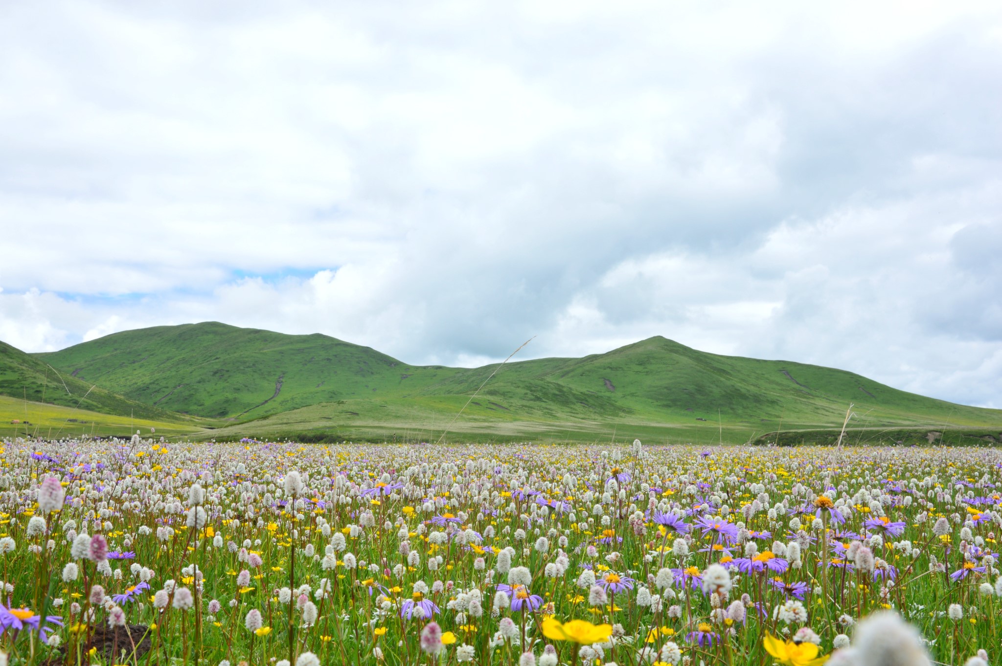 红原俄么塘花海