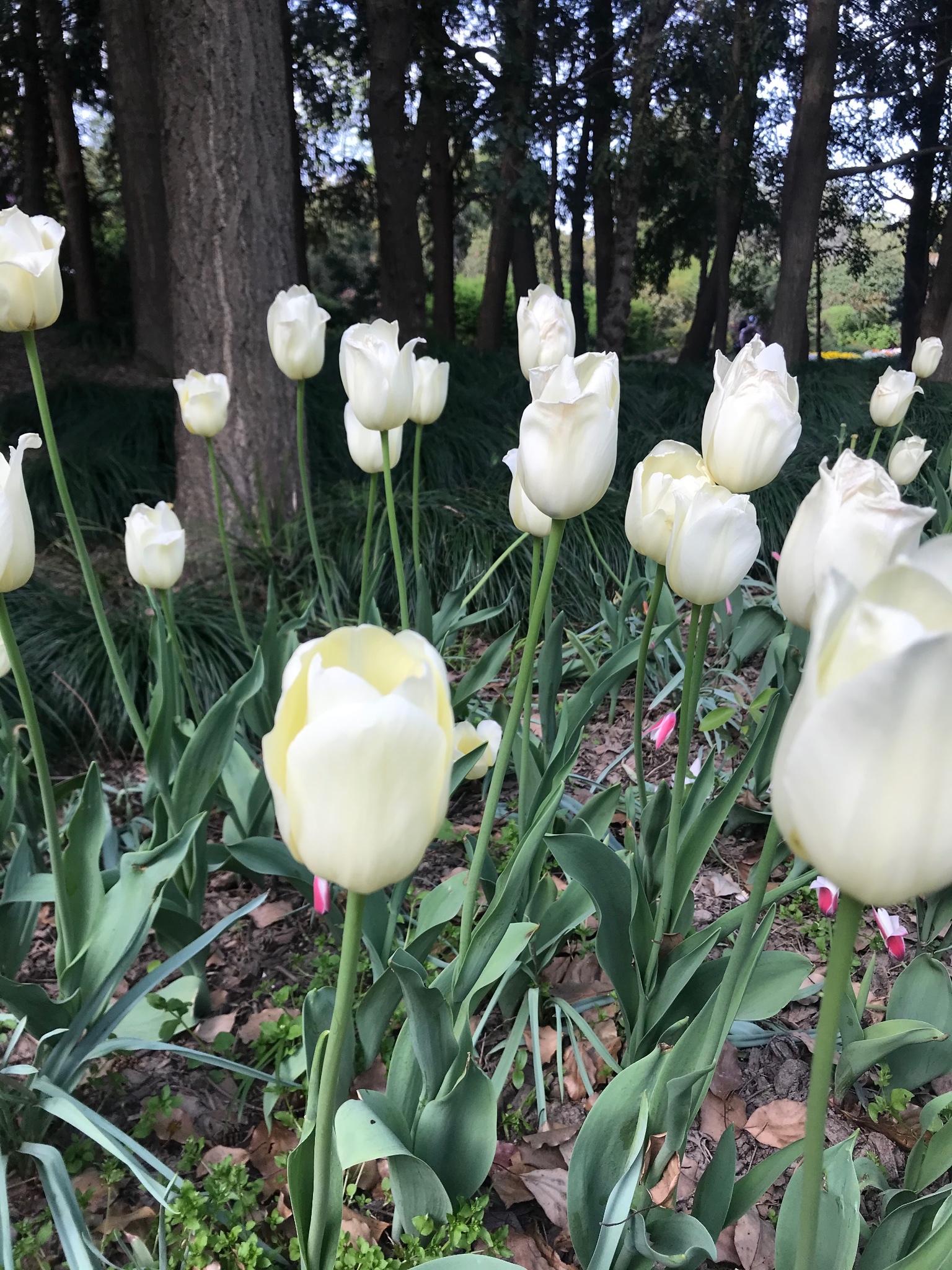 若待上林花似锦,出门俱是看花人—上海植物园