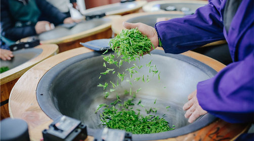 西湖龙井茶·杭州龙坞私家茶园半日游·可带走茶叶·采茶-炒茶-制茶