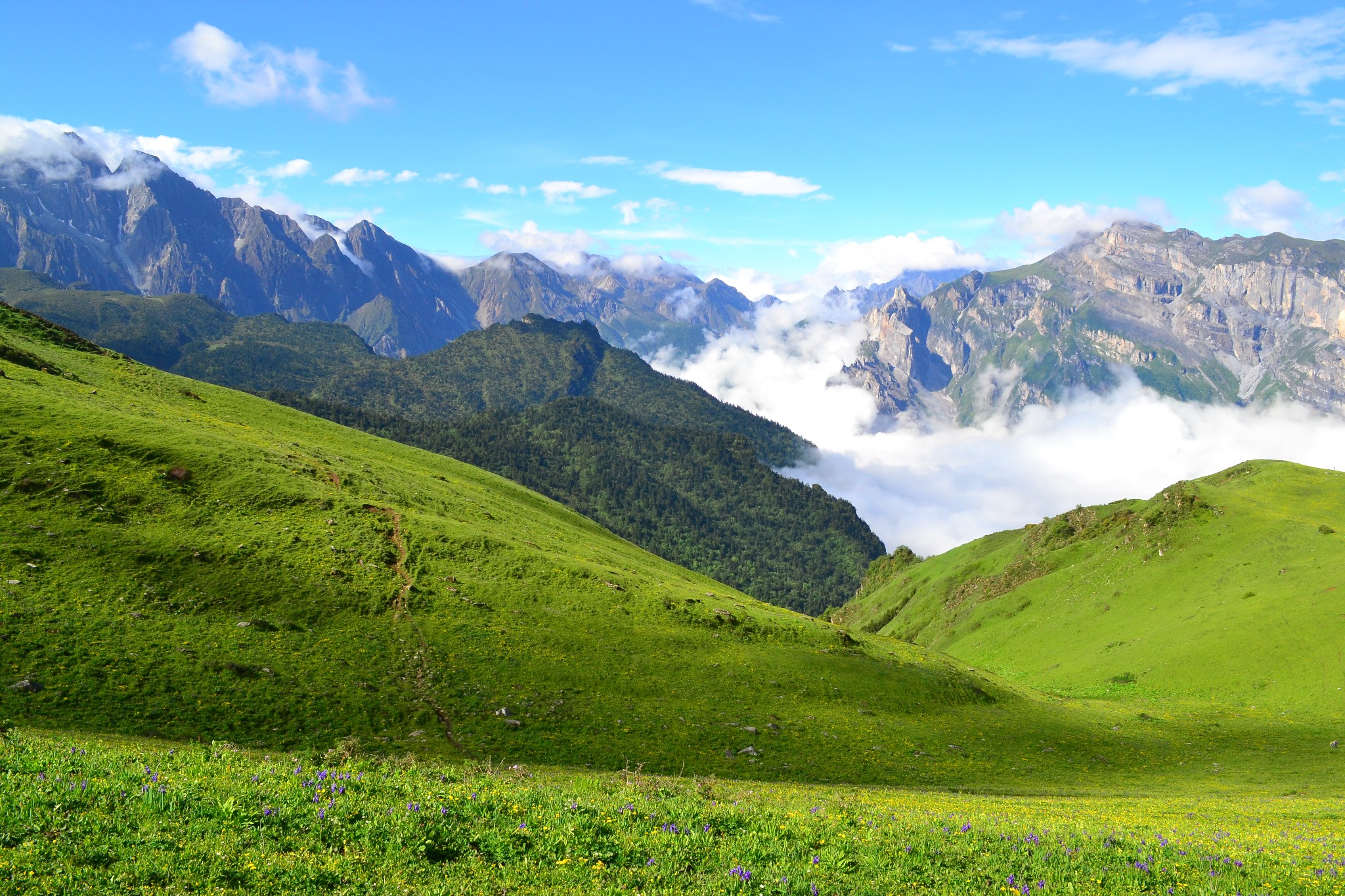 茂县九顶山寻花_游记