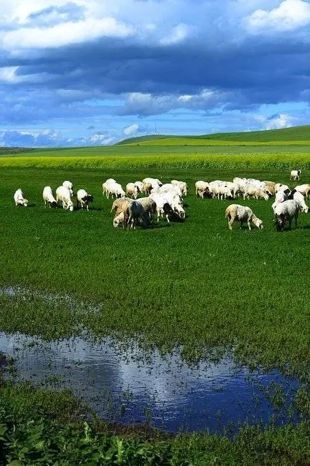 飘逸如带的河流叫做根河  据说,这个湿地是中国最美的河谷湿地呢