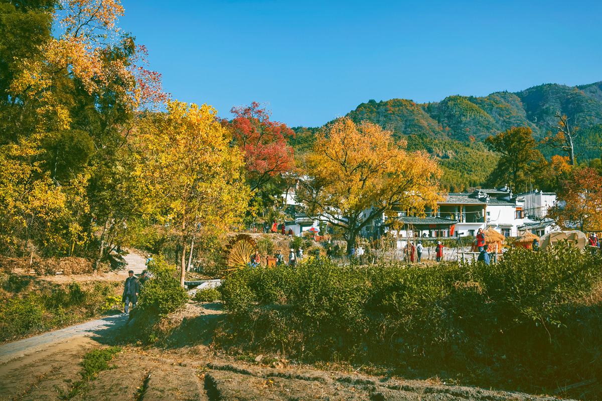 【秋林染山弯 红叶漫塔川】皖南踏秋记