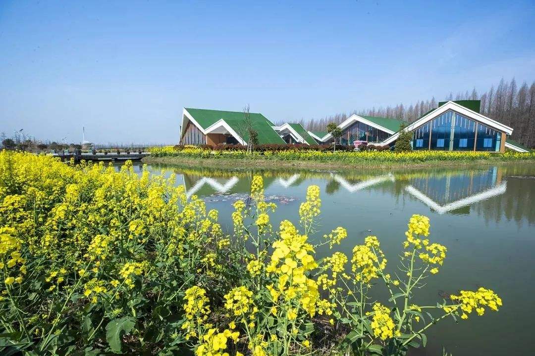 江苏淮安 金湖水上森林景区门票