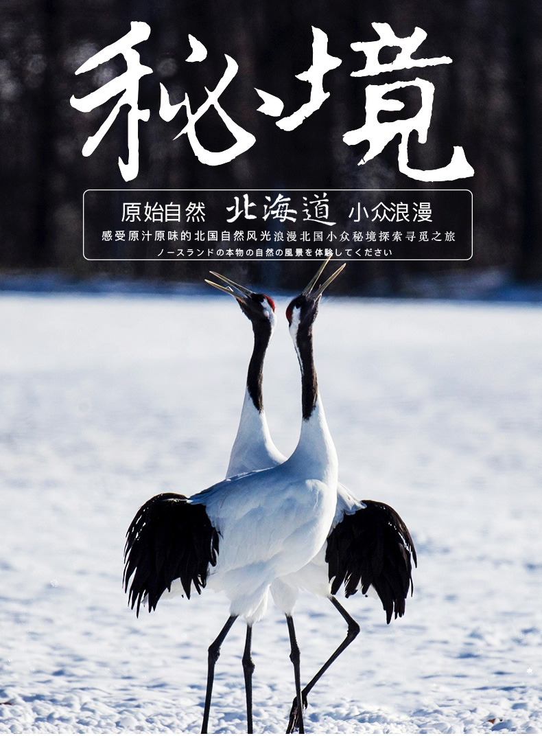 北海道8日摄影爱好者采风定制之旅(旭川动物园看企鹅 寻访丹顶鹤 阿寒