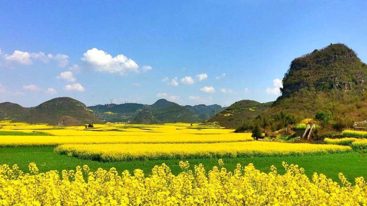 山水秘境普者黑 罗平油菜花海 元阳哈尼梯田 观多依树老虎嘴日出日落)