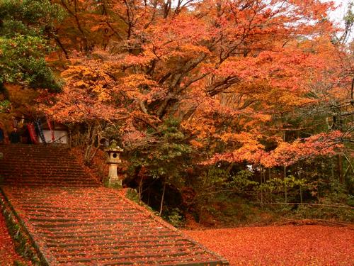 广州出发·清远佛冈赏枫一日游(田野绿度假小镇 上岳古村 果园采摘