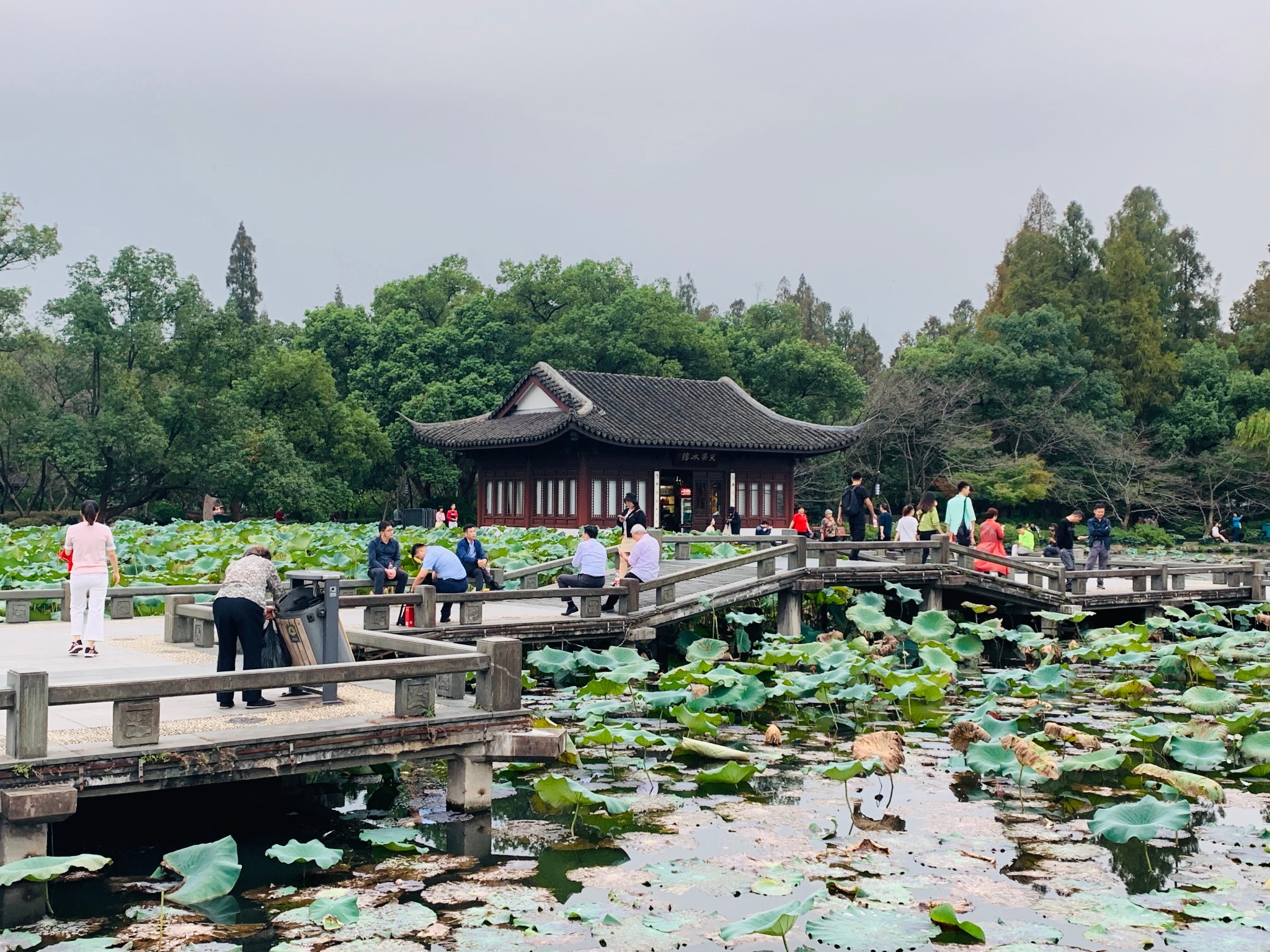 杭州西湖风景名胜区-曲院风荷   