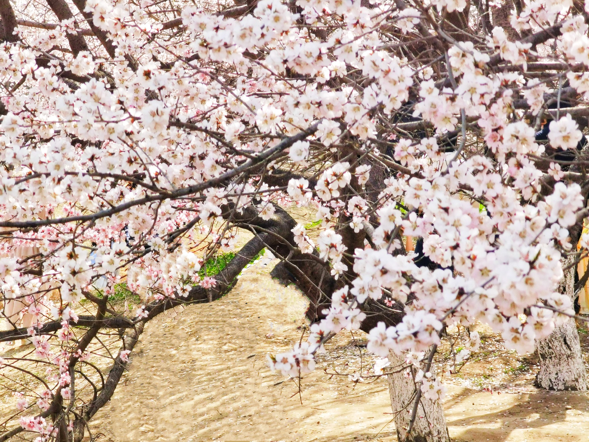 3月24日,北京植物园山桃花溪