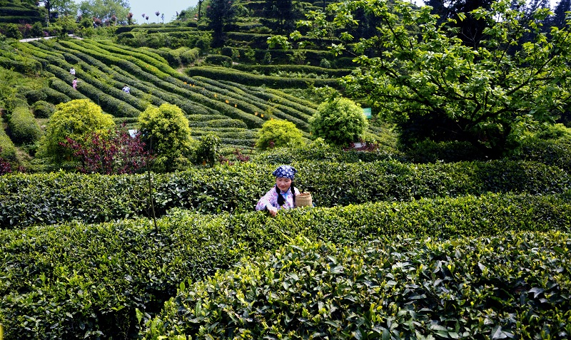 【青城山当地玩乐】情侣亲子青城山采茶制茶体验青城道茶观光园半日游