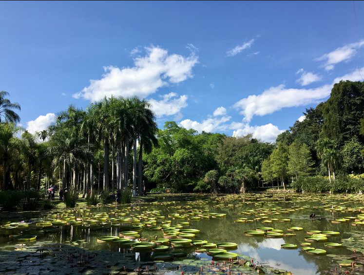 西双版纳中科院植物园 傣族园一日游【人气5a/亲子蜜月泼水狂欢/畅玩