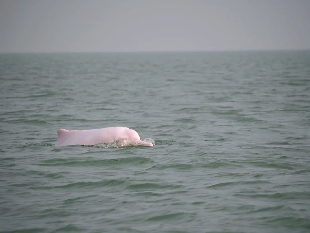 2021年三娘湾中华白海豚暑期营地第二期相约大海