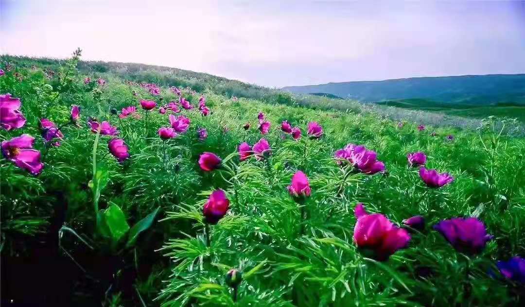 油画塔城赏山花专列4日游乌鲁木齐出发