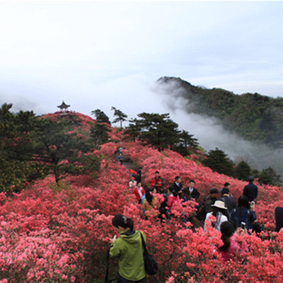 麻城杜鹃花门票龟峰山一日游单订大门票景交车独立成团