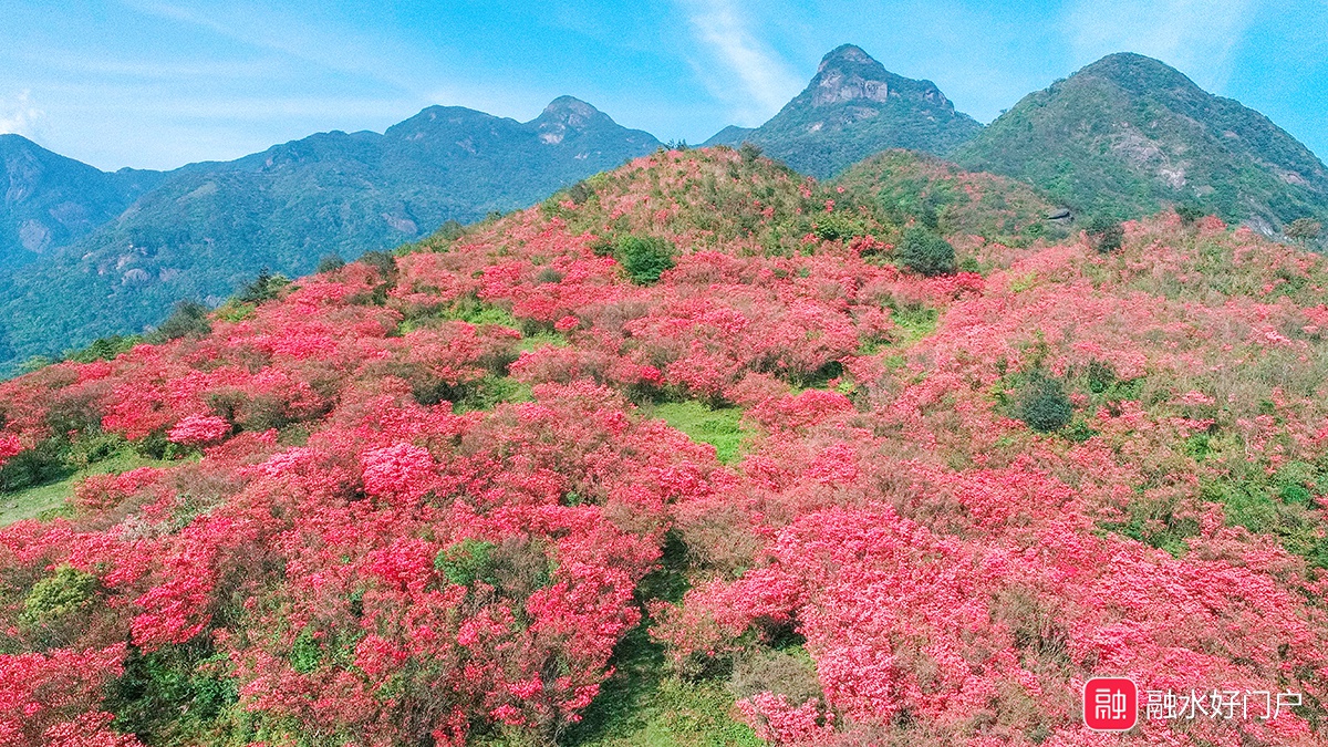 最新实拍:融水元宝山杜鹃花海美到爆屏!再不打卡就晚了