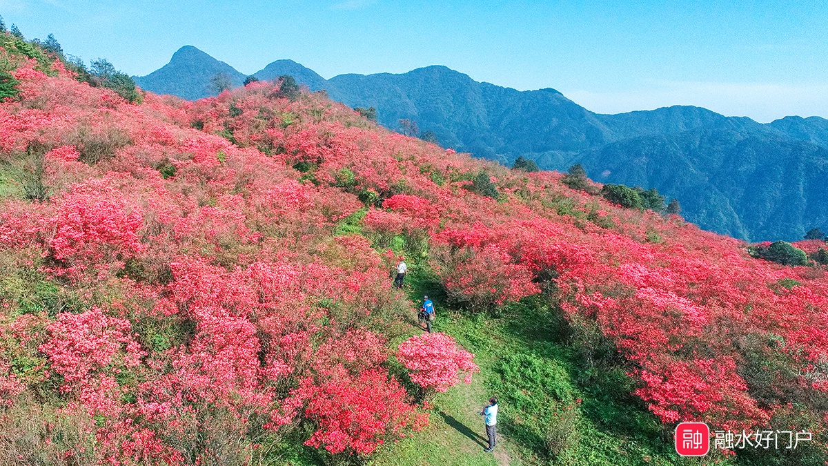 最新实拍:融水元宝山杜鹃花海美到爆屏!再不打卡就晚了