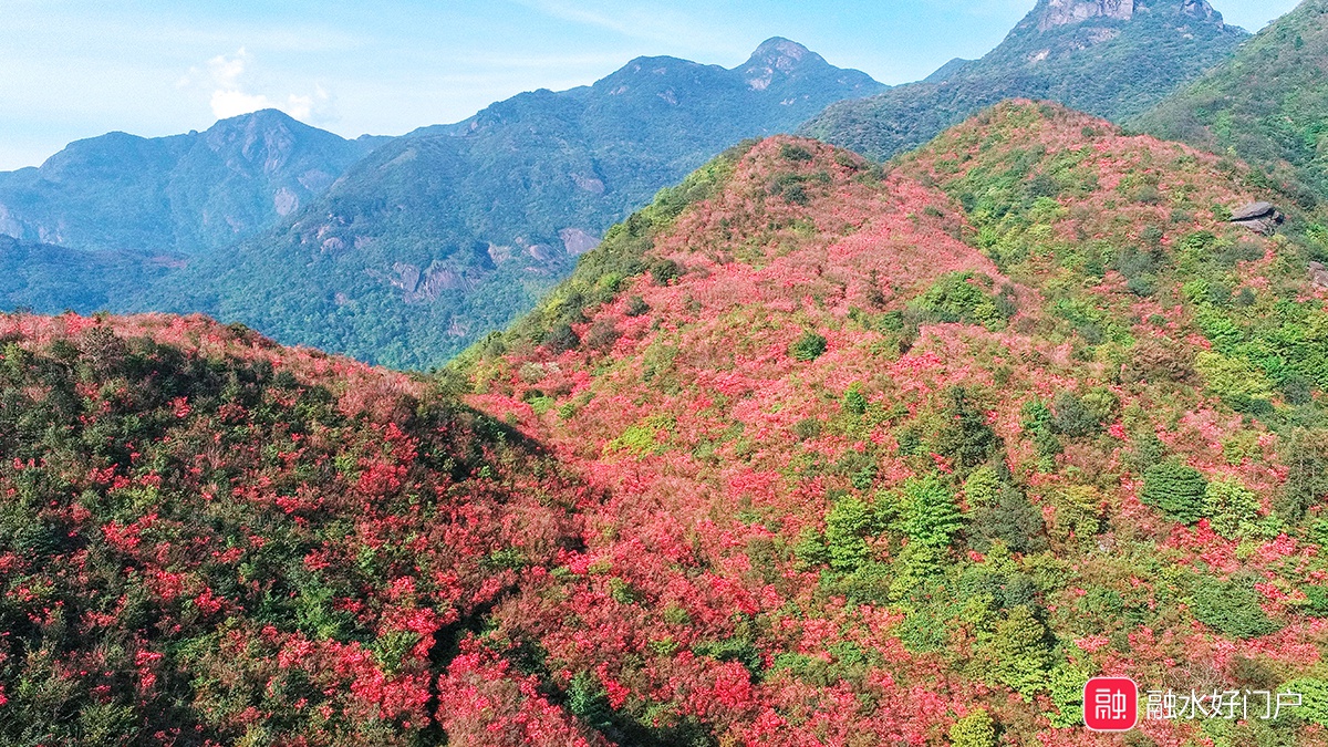 最新实拍:融水元宝山杜鹃花海美到爆屏!再不打卡就晚了