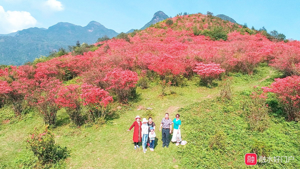 最新实拍:融水元宝山杜鹃花海美到爆屏!再不打卡就晚了