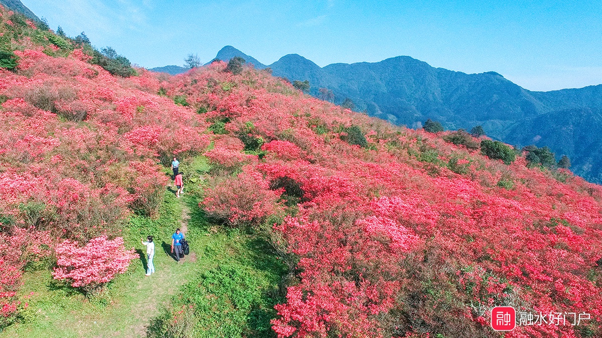 最新实拍:融水元宝山杜鹃花海美到爆屏!再不打卡就晚了
