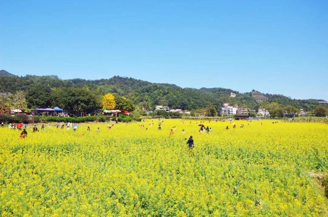 【广州出发】从化天适樱花园 红山村赏油菜花一日游