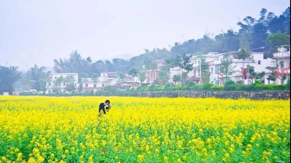 【广州出发】从化天适樱花园 红山村赏油菜花一日游