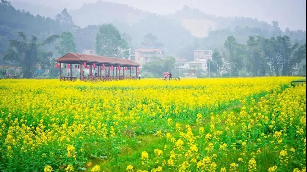 广州出发从化天适樱花园红山村赏油菜花一日游