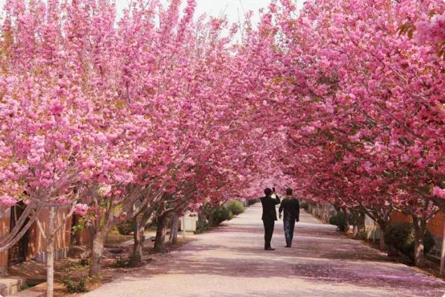 【广州出发】从化天适樱花园一日游(赏樱花 黄花风铃)