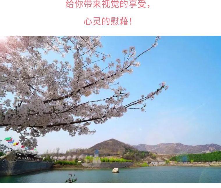 山东滨州邹平樱花山风景区门票 踏青赏樱 电子票 (盛花期预计时间 3月