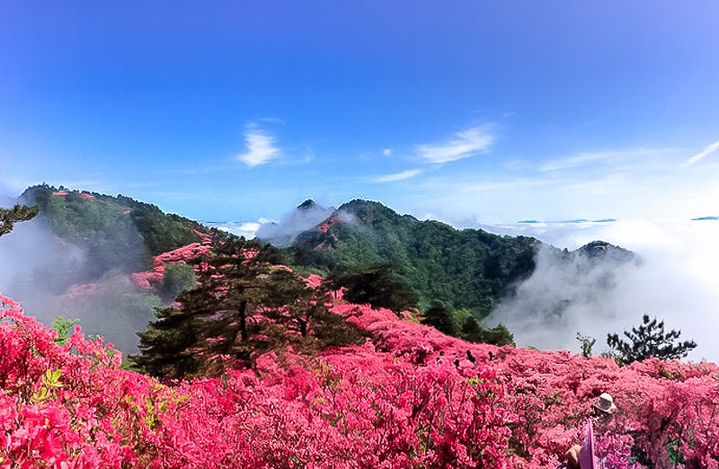 大别山秘境 麻城杜鹃 马鬃岭 天堂寨 黄鹤楼 长江大桥