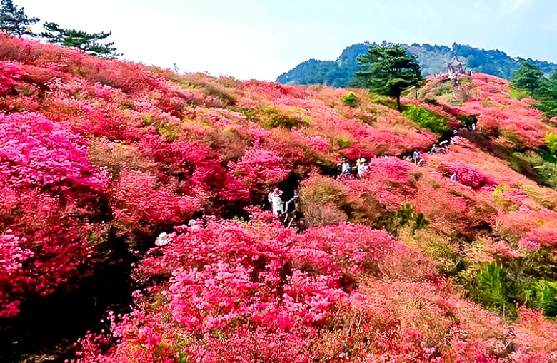 五一5日游北京出发挺进大别山鲜为人知大别山秘境麻城杜鹃马鬃岭天堂