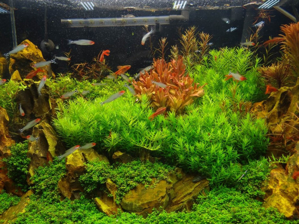 哪种水草可以绑沉木 wKgBpU6iG1DZFmhdAATg2tKTgTQ01.jpeg?imageView2%2F2%2Fw%2F600%2Fq%2F90%7CimageMogr2%2Fstrip%2Fquality%2F90