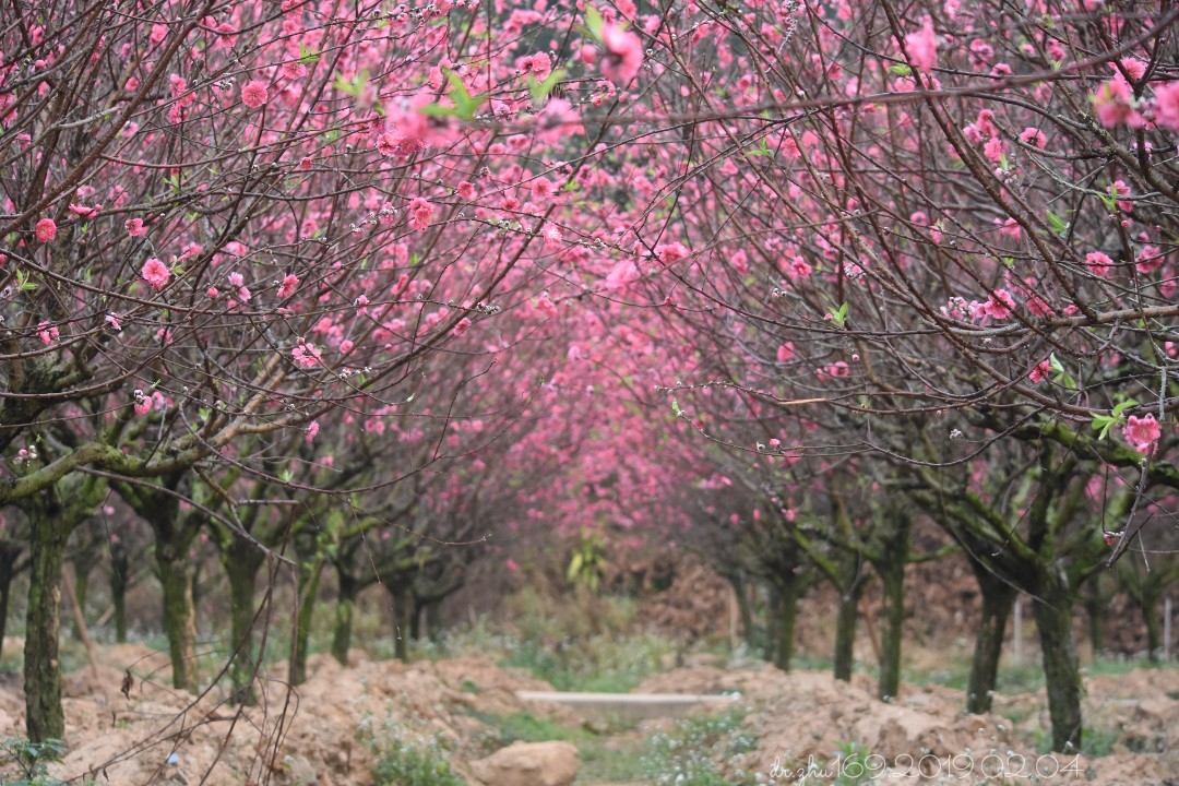 江门市白水带桃花园:在那桃花盛开的地方(小侨,2018.03.07,2019.02.