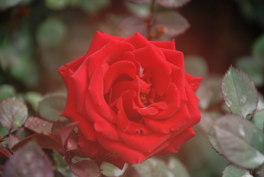 wKgBt0-j9jyIT-zxAAFTY2uVjQU62.jpeg?imageView2%2F2%2Fw%2F600%2Fh%2F600%2Fq%2F90