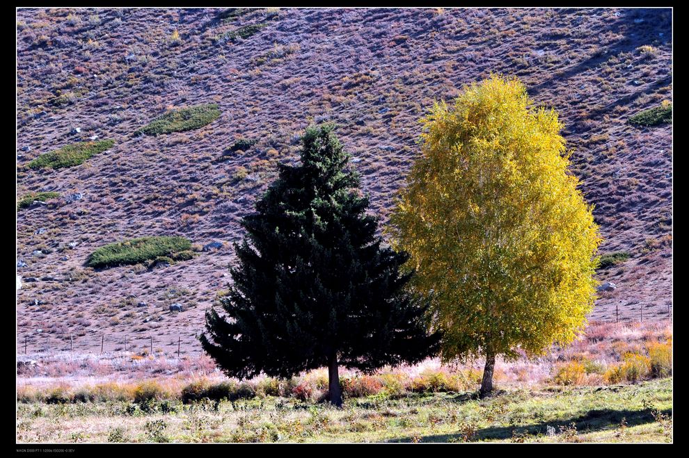 可可托海夫妻树,深秋时,右边的树会变成金黄色