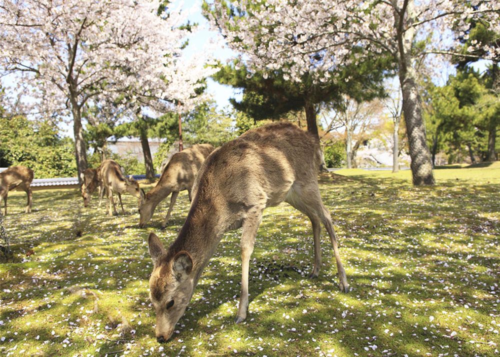 日本旅游绚烂早春 南宁出发中转广州 名古屋 富士山 东京 大阪 奈良