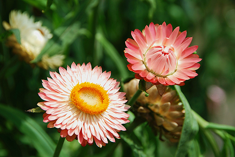 永恒的记忆—蜡菊