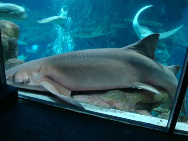 海龟吃鲨鱼 wKgB3FCaaY-AJggmACy16AjzNz074.jpeg?imageView2%2F2%2Fw%2F600%2Fq%2F90%7CimageMogr2%2Fstrip%2Fquality%2F90