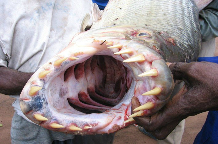 食人鱼图片——柳州食人鱼事件图片,食人鱼辨别